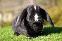 Teddytassens Pandus (satinrex)